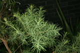 Melaleuca alternifolia RCP10-07 026.jpg